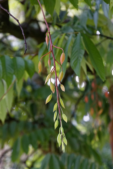 Kandy-Botanical garden-043